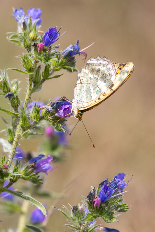 Tabac d'Espagne (Argynnis paphia)-83.jpg