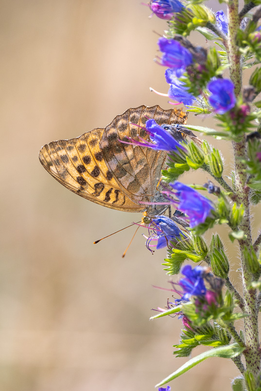 Tabac d'Espagne (Argynnis paphia)-81.jpg