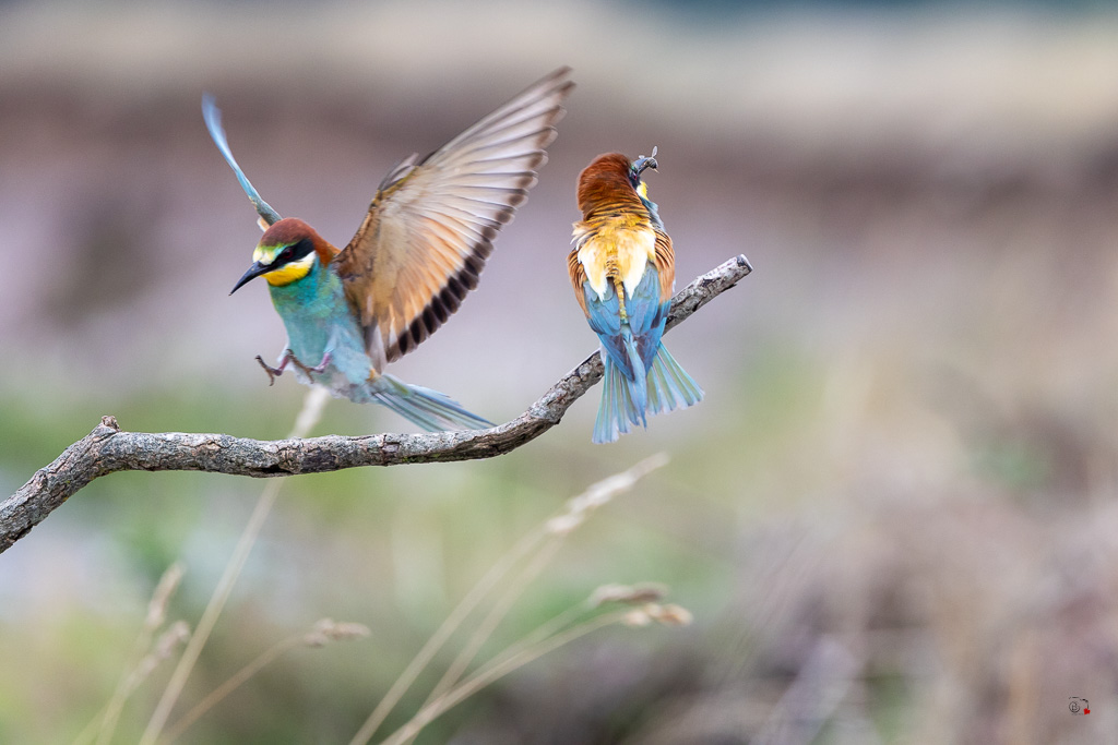 Guêpier d'Europe (Merops apiaster) - European Bee-eater-1248.jpg