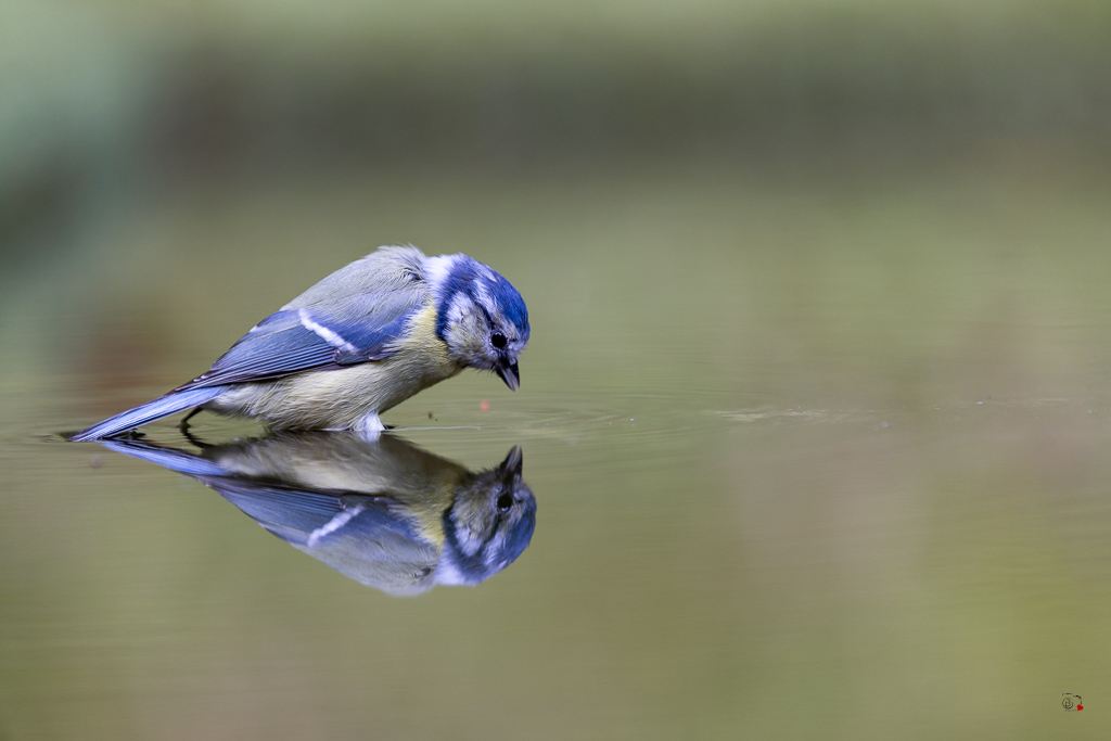 Mésange bleue (Parus caeruleus) European blue-628.jpg