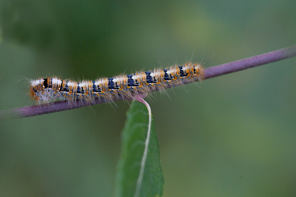 La Minime à bandes jaunes ou Le Bombyx du chêne - Lasiocampa quercus chenille.jpg