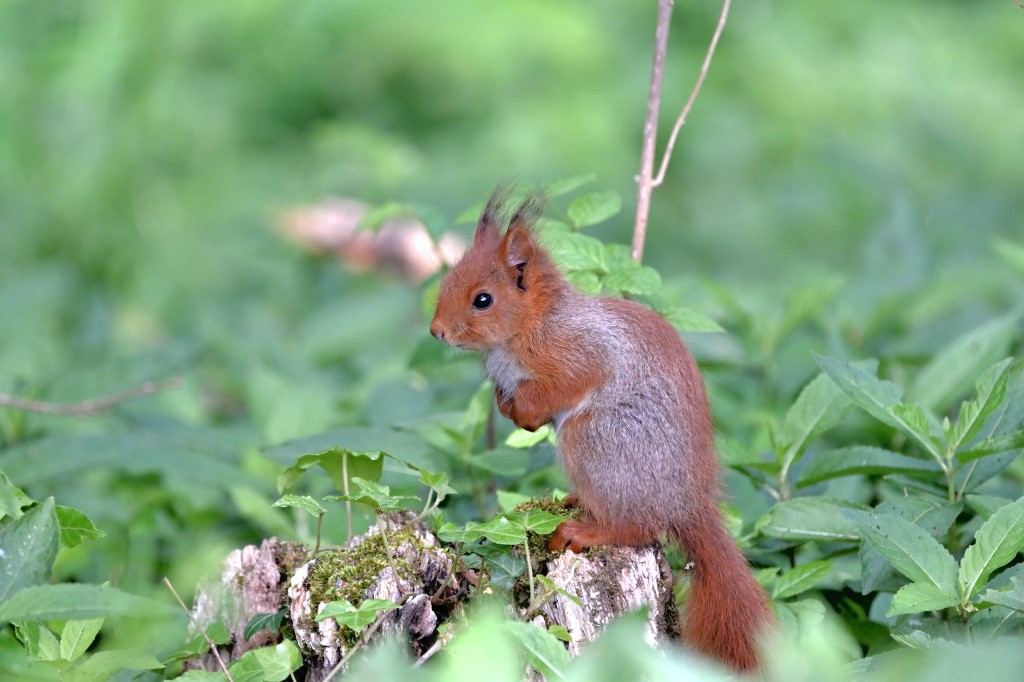 CHESNEAU_Jeanphilippe_Forest's Elf.jpg