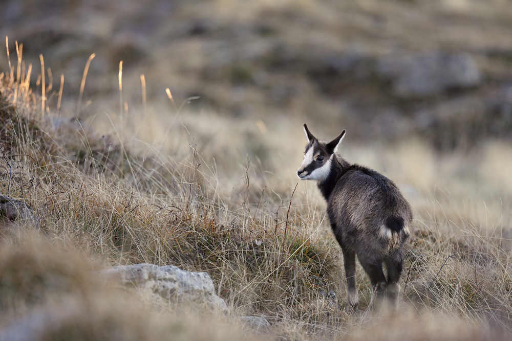 chamois1010-web.jpg