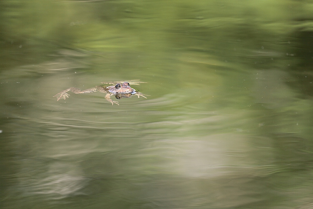 1  IMG_0007.JPG la grenouille.JPG