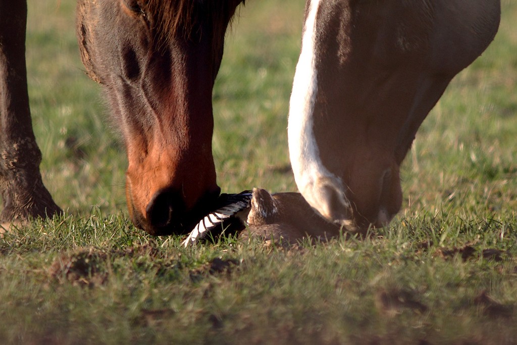 Pie Epervier Chevaux6.jpg