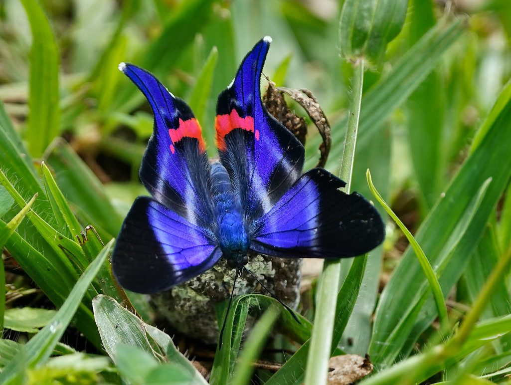 24-Papillon, iguaima.JPG