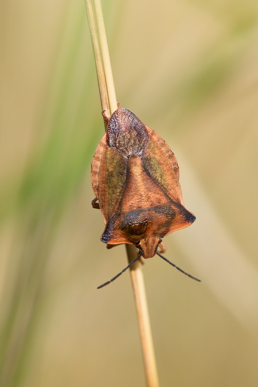 Carpocoris fuscispinus1.jpg