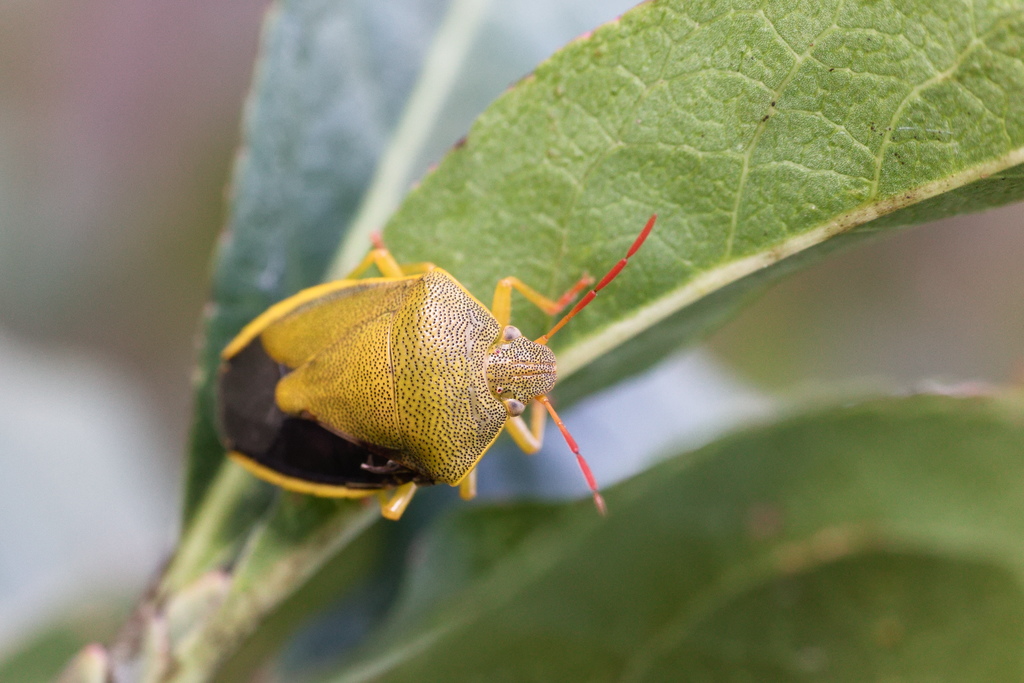 Piezodorus lituratuS2.jpg