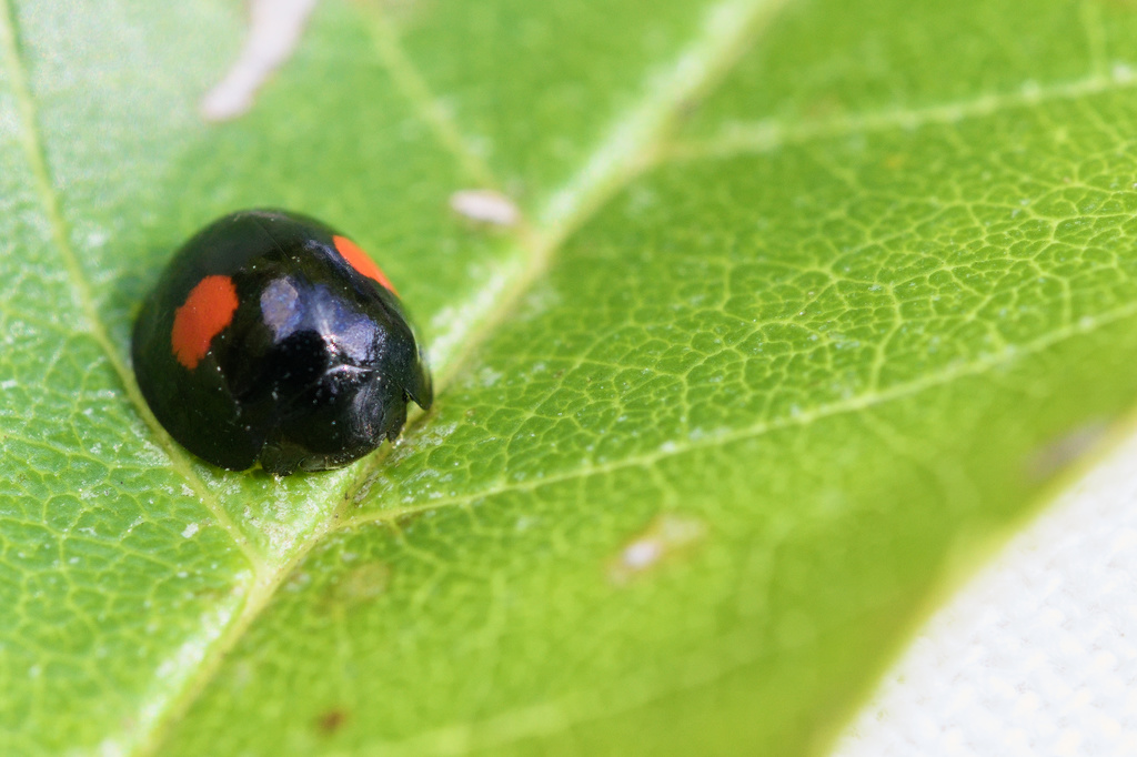 Chilocorus Renipustulatus1.jpg