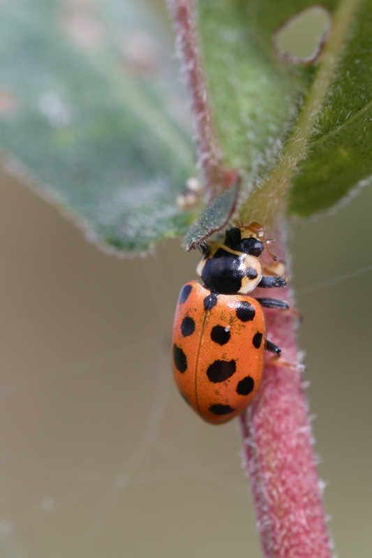 Hippodamia tredecimpunctata8.jpg