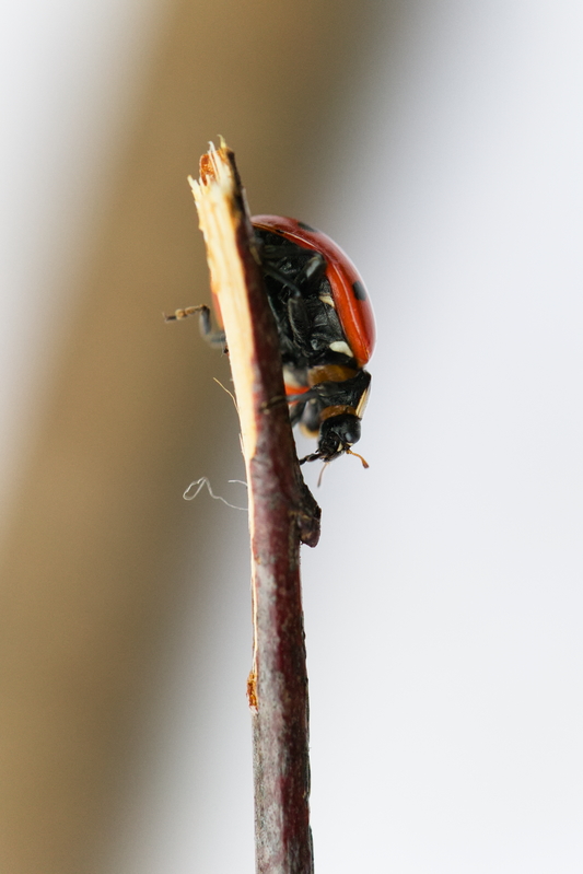 Coccinella magnifica3.jpg