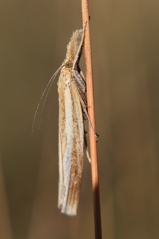 Agriphila tristella6.jpg