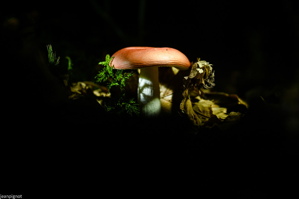 octobre champignon de nuit_2245.JPG