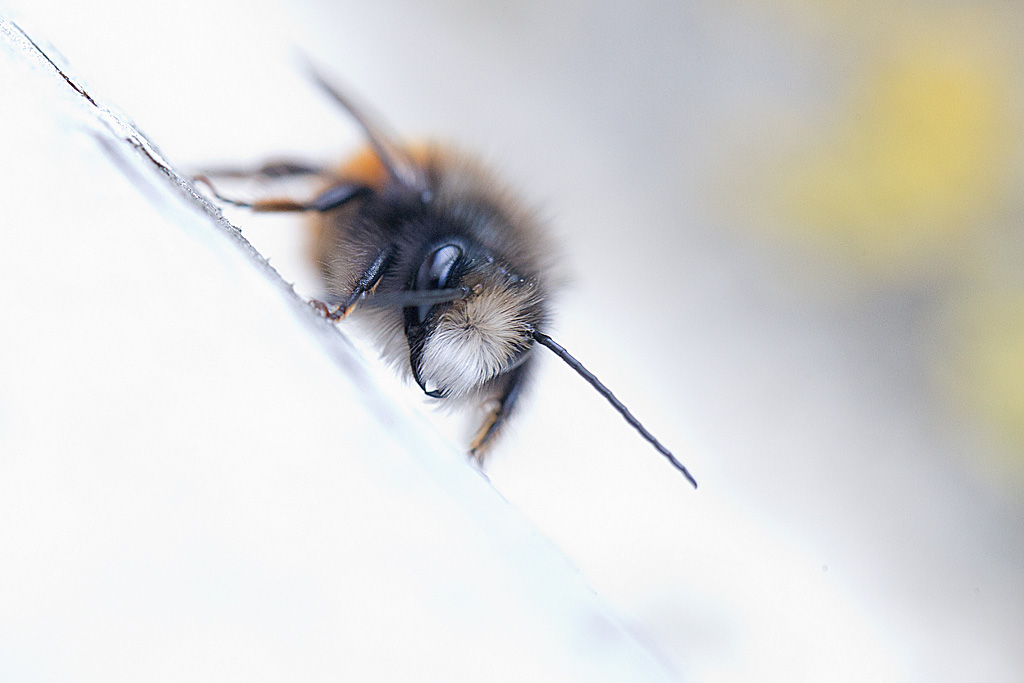 3- osmia cornuta.jpg