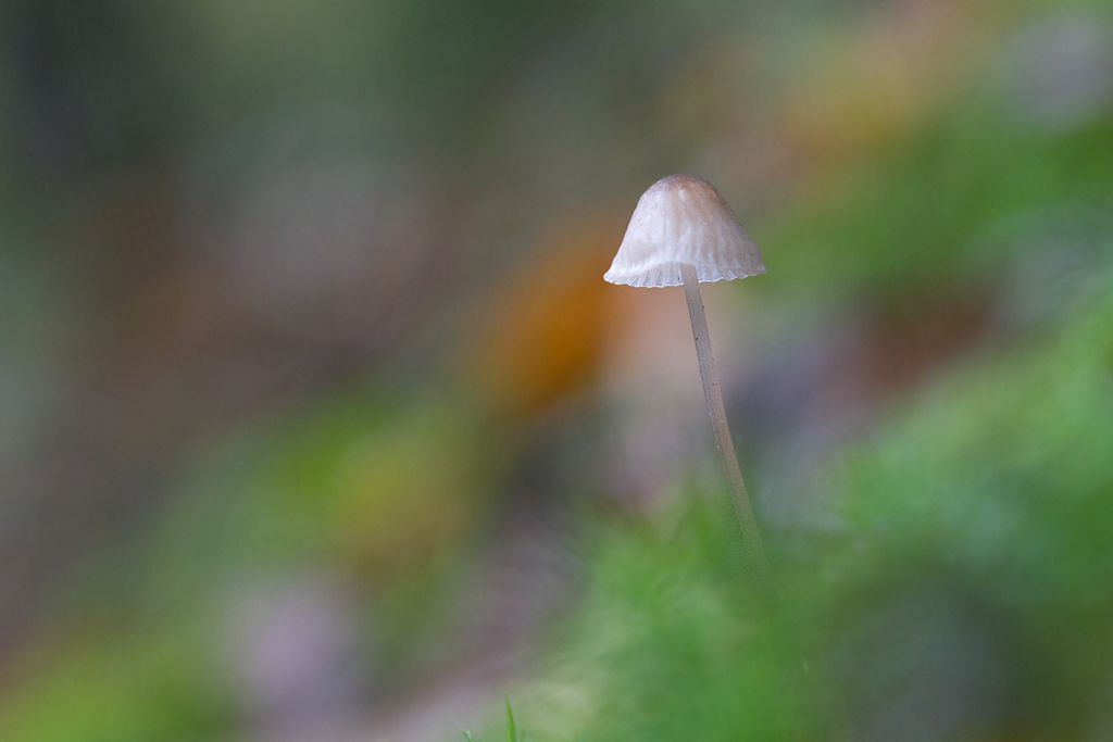 11- Mycena erubescens.jpg