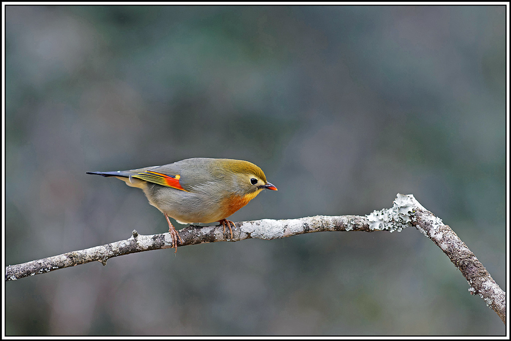 1Léiothrix_jaune(Leiothrix-lutea)(79).jpg