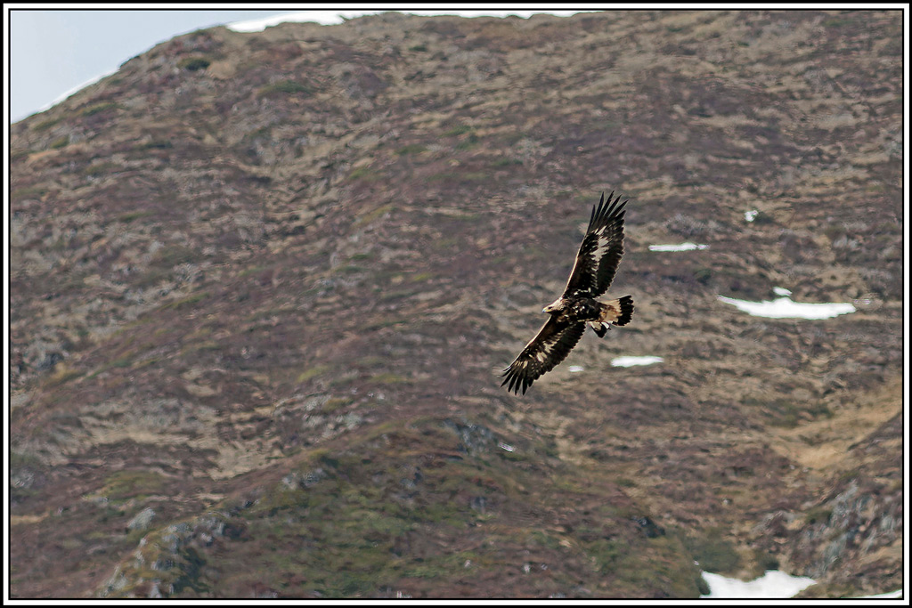 3Aigle_royal(Aquila_chrysaetos)(10).jpg