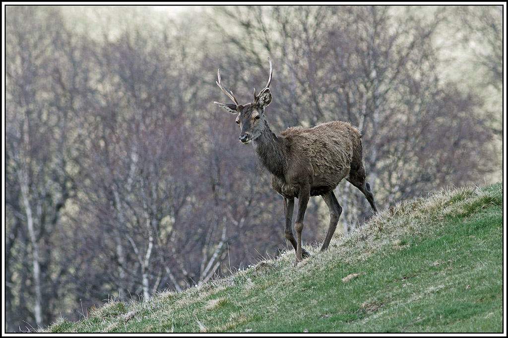 4cerf(5354).jpg