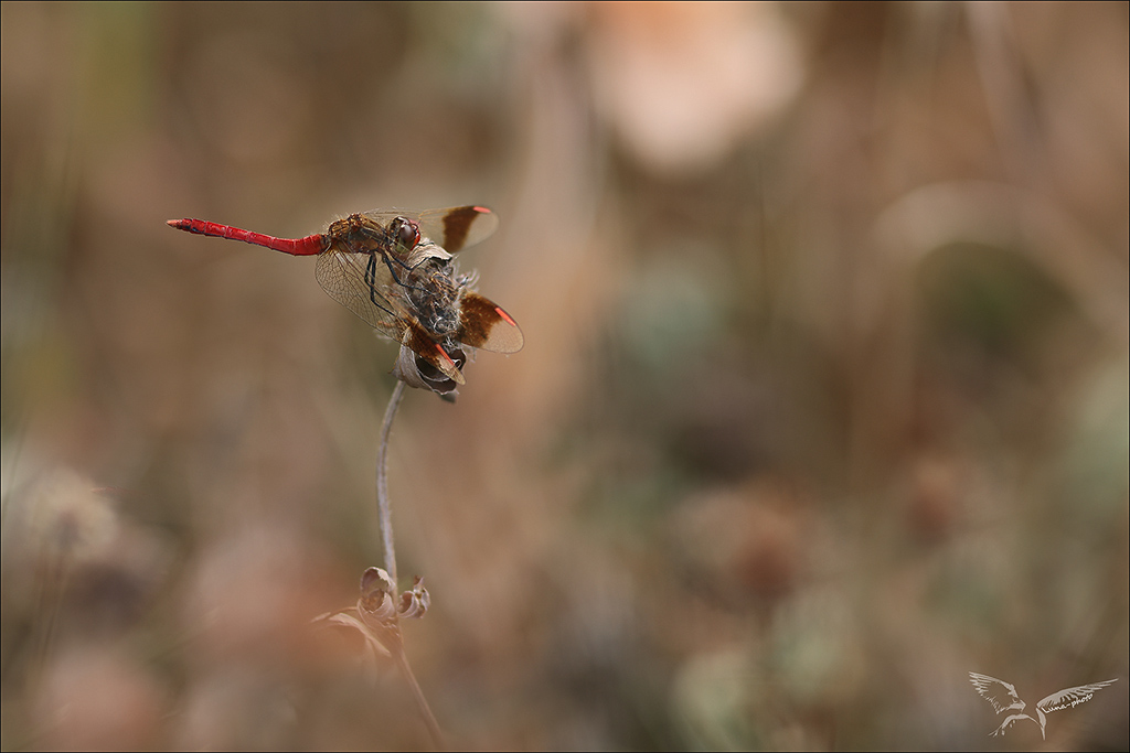 Sympetrum du Piémont.jpg