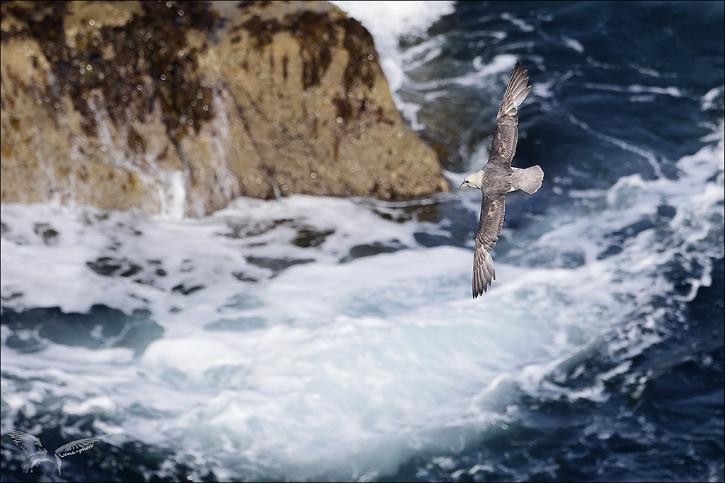 Fulmar boréal en vol_29-06-23_.jpg