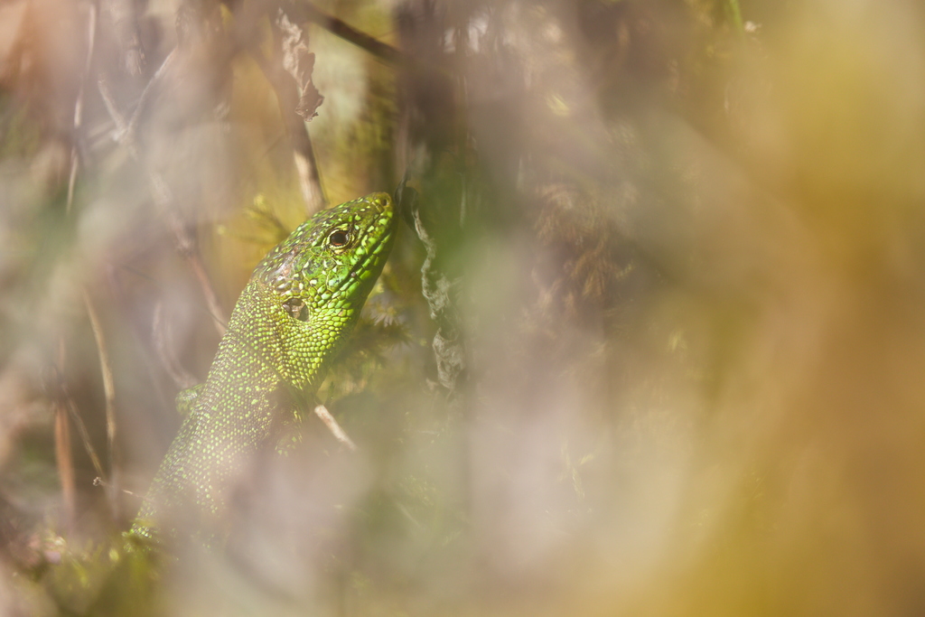 Lézard vert 2 raies30.jpg