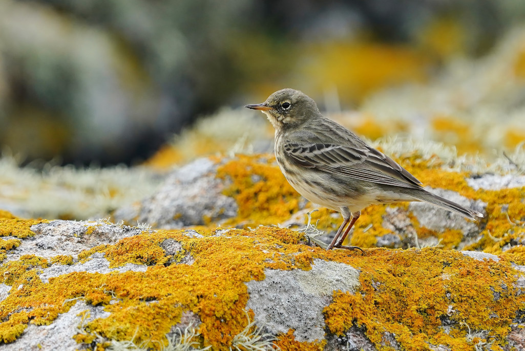 10-Pipit farlouse - ile de sein oct.JPG