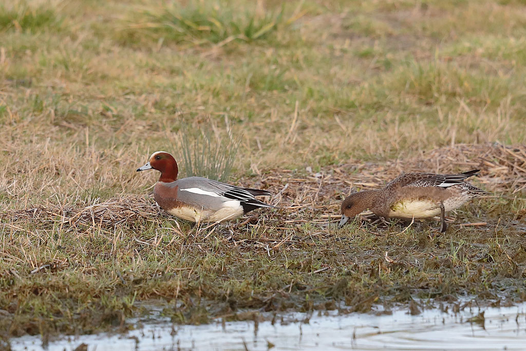 Canard siffleur couple 2.JPG