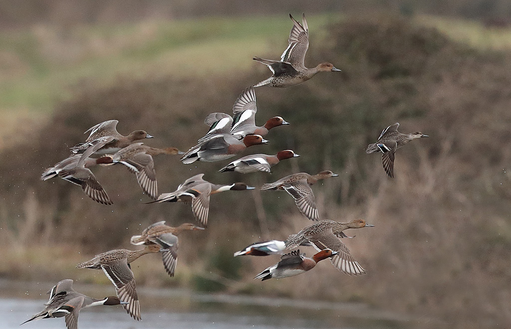 Canard siffleur vol avc pilet, souchet et sarcelle d'hiver.JPG