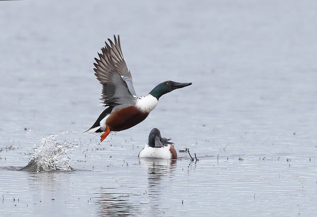 Canard souchet envol 2.JPG