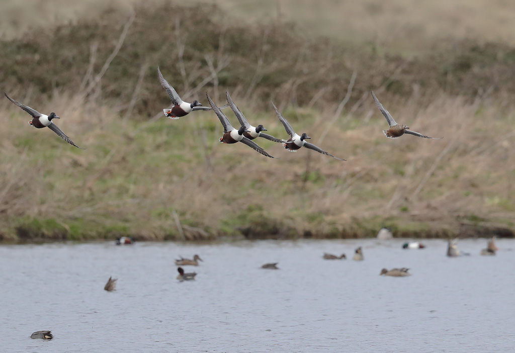 Canard souchet vol 7.JPG