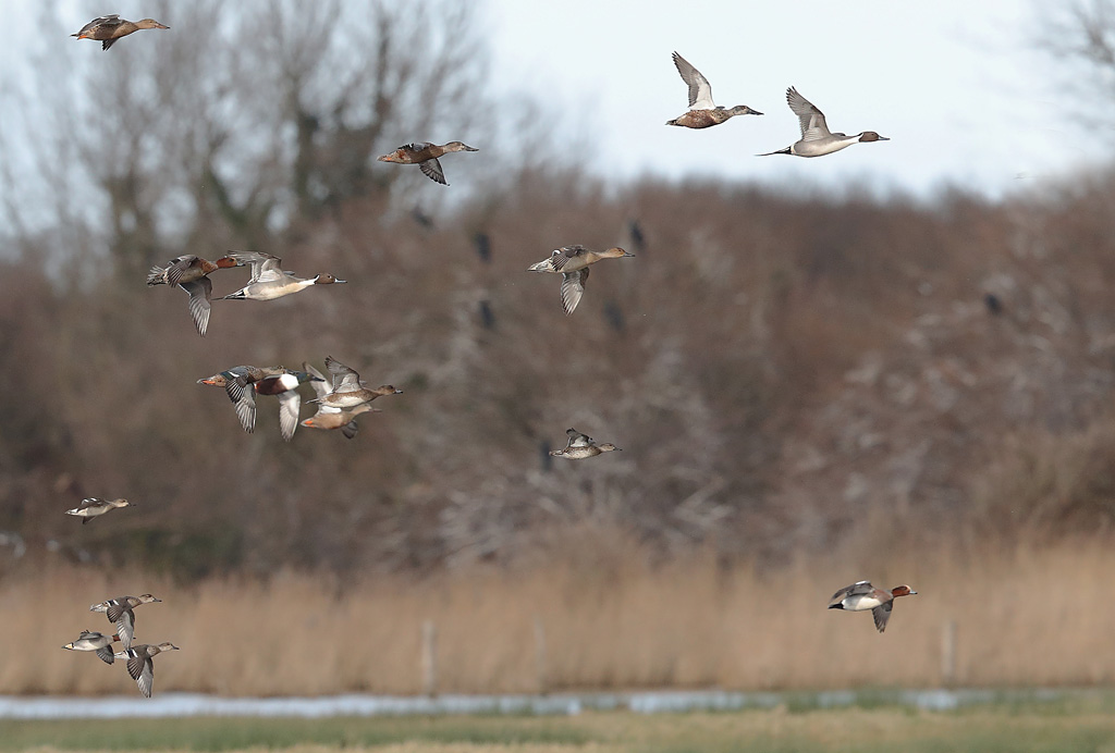 Canards -groupe Beauguillot 7.JPG