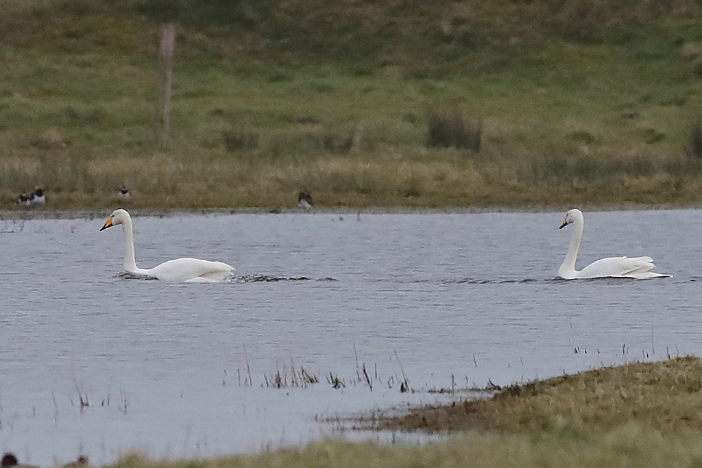 Cygne chanteur 10 Beauguillot.JPG