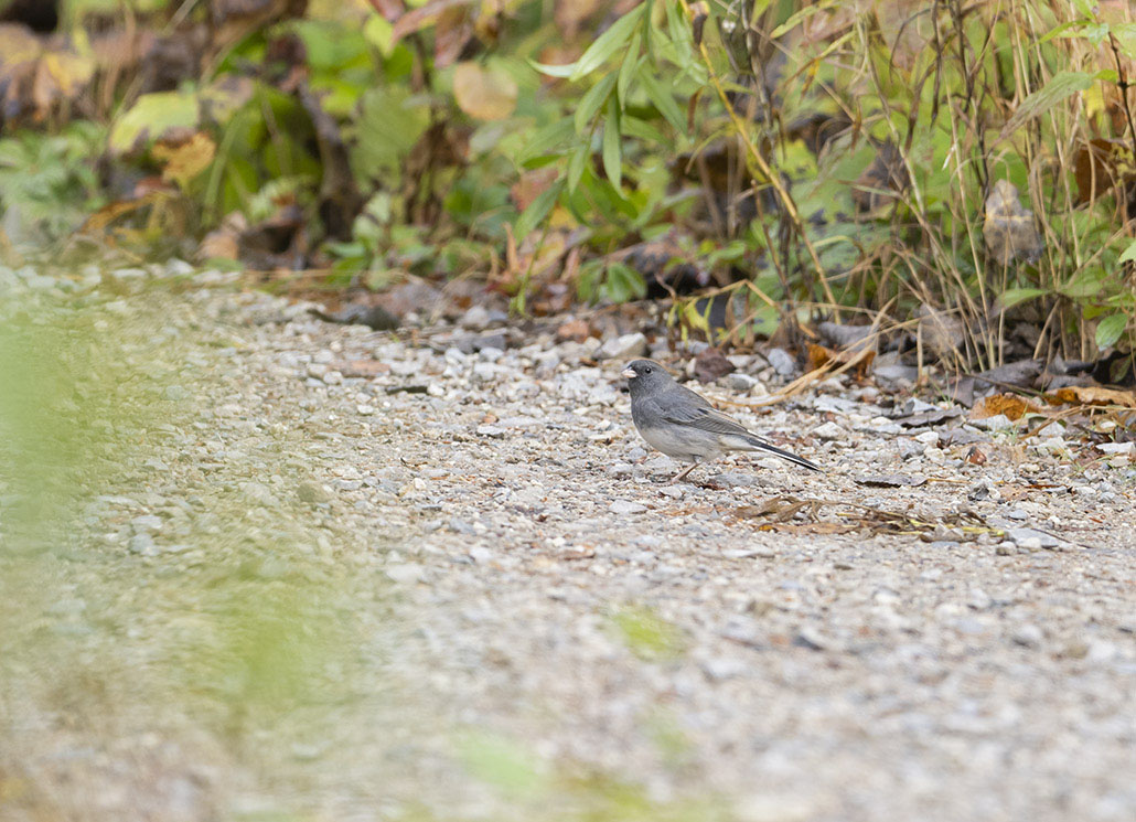 Junco ardoisé.jpg