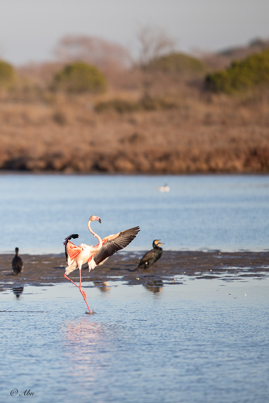 CAMARGUE-44.jpg