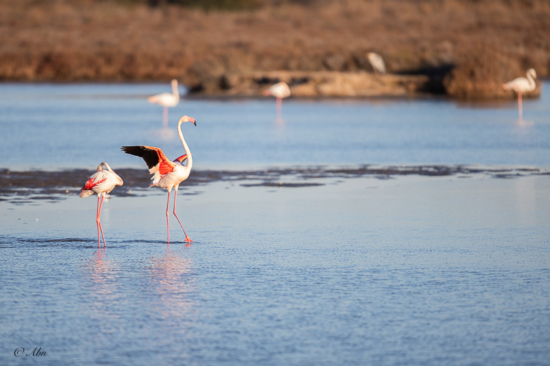 CAMARGUE-43.jpg