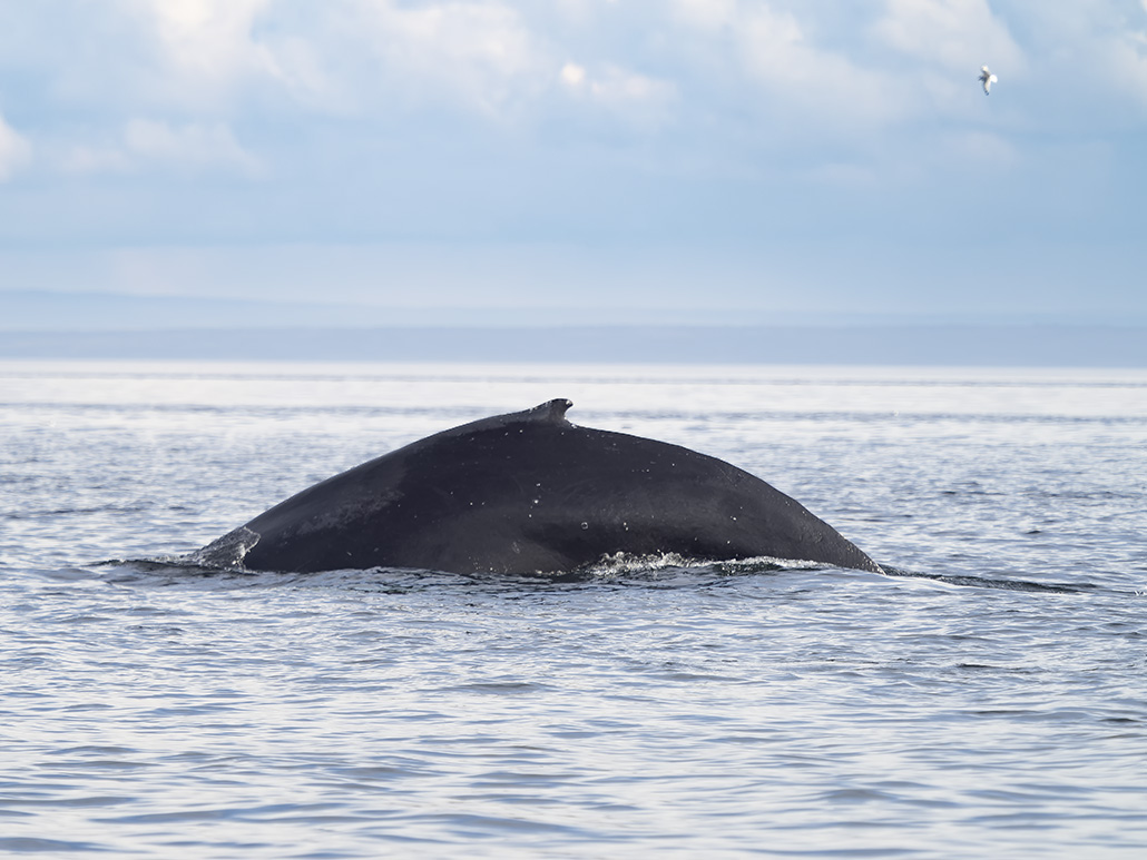 Rorqual à bosse (3).jpg