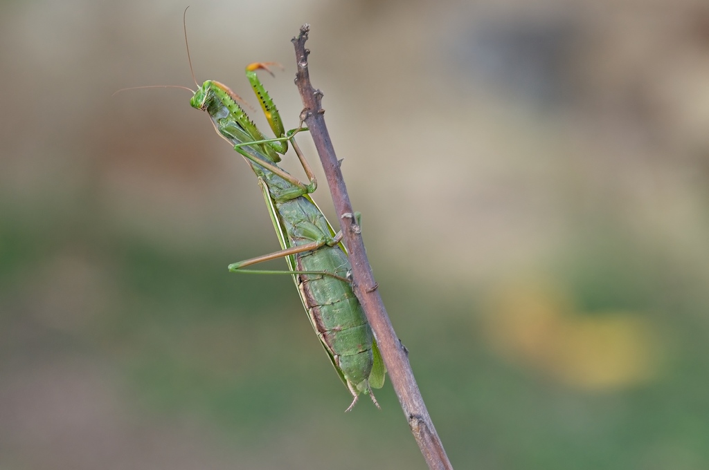 Mante religieuse 003.jpg