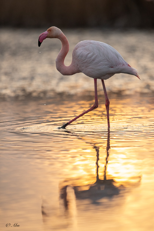 CAMARGUE-33.jpg