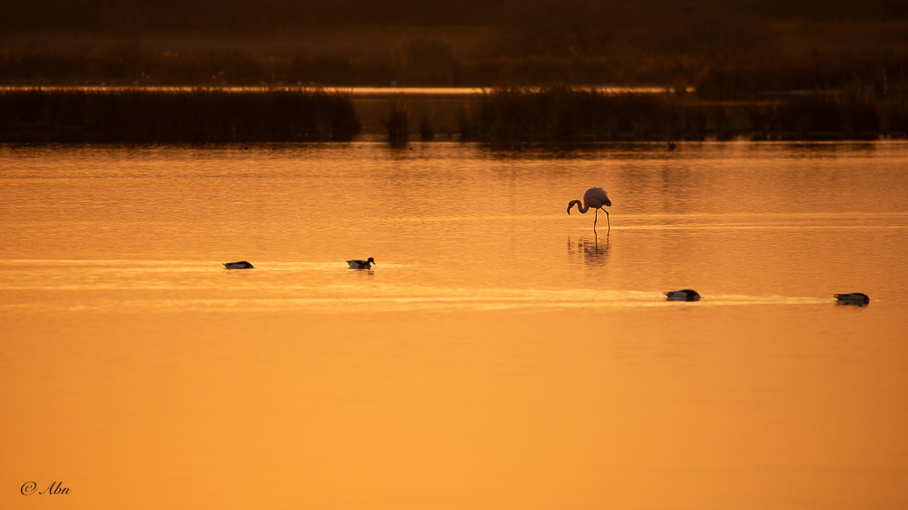 CAMARGUE-08.jpg