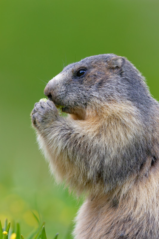 Marmotte_4Y1A1243_19-06-06_DxO.jpg