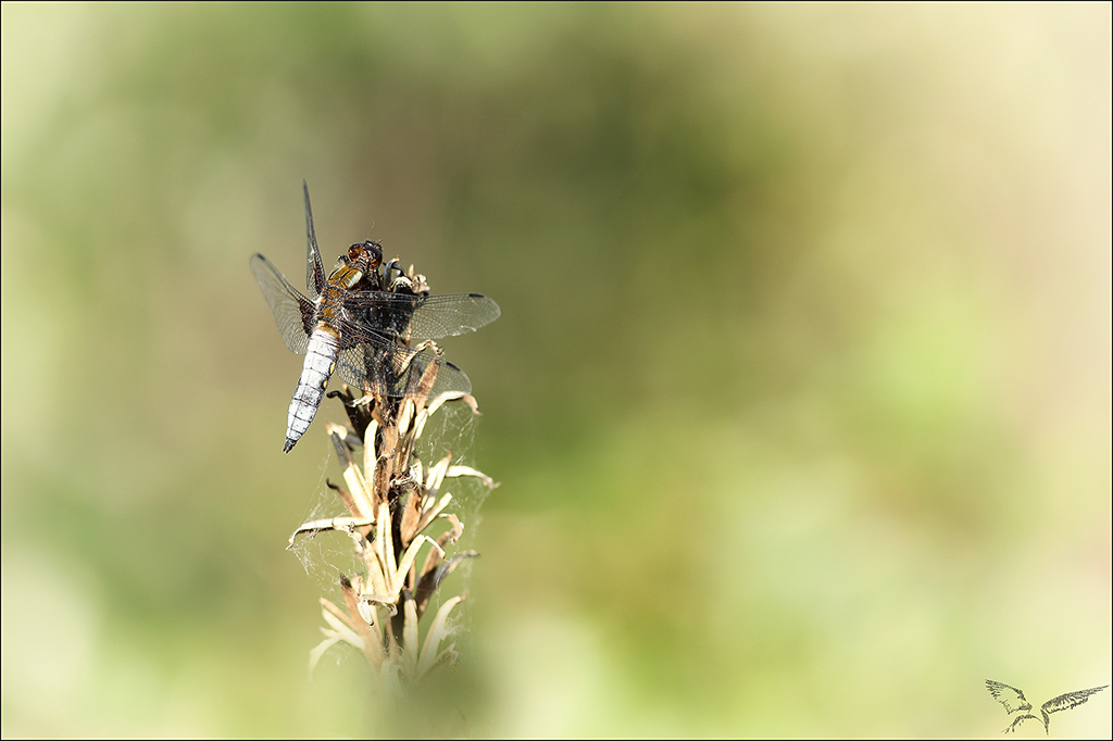 Libellula depressa ♂ 02-05-22.jpg