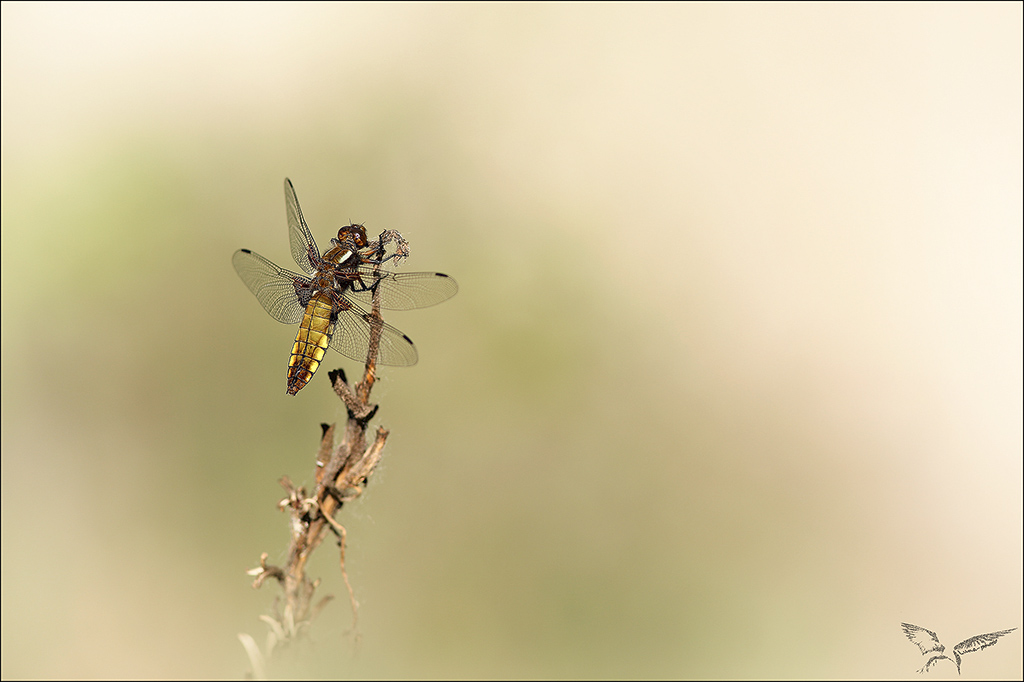 Libellula depressa 02-05-22.jpg