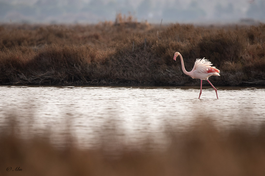 CAMARGUE-44.jpg