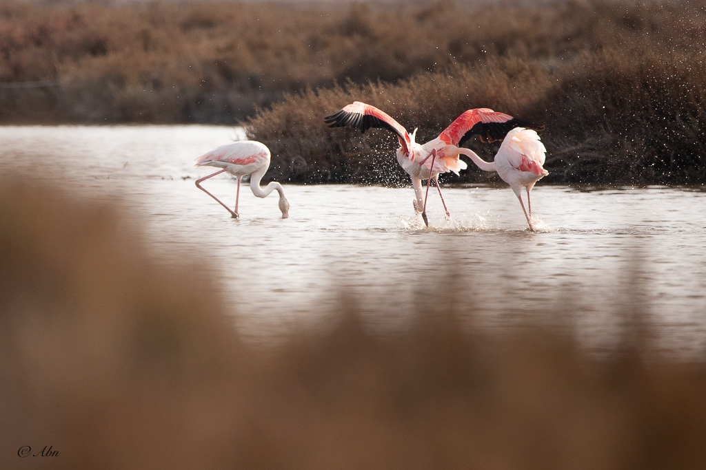 CAMARGUE-01.jpg