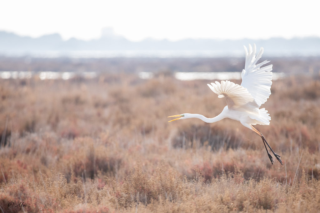 CAMARGUE-39.jpg