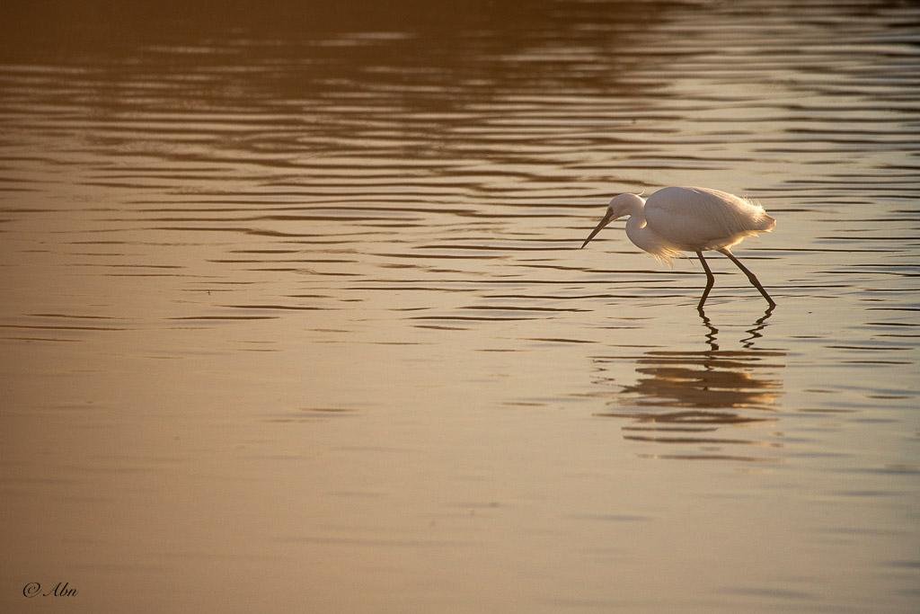 CAMARGUE-41.jpg