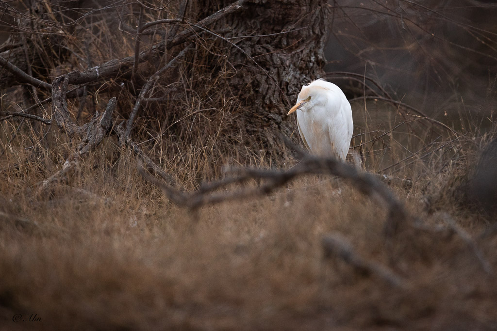 CAMARGUE-42.jpg