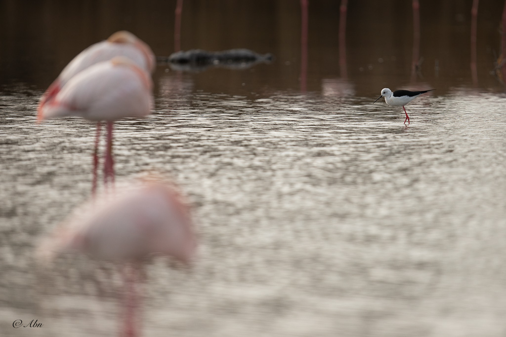 CAMARGUE-26.jpg