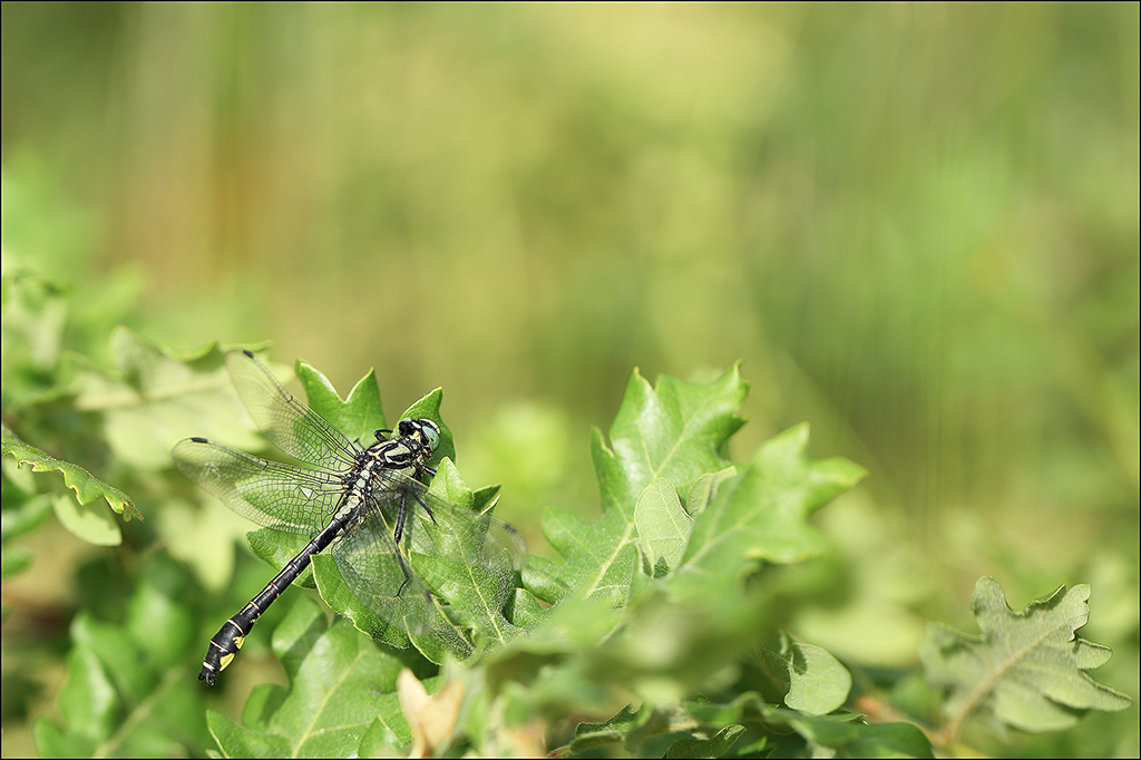 Gomphus vulgatissimus-Gomphe à pattes noires.jpg