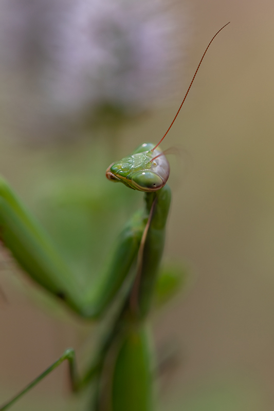 Mantes religieuse AD3.jpg